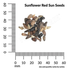 Sunflower, Red Sun Seeds, 1.8g