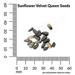 Sunflower, Velvet Queen Seeds, 1.1g