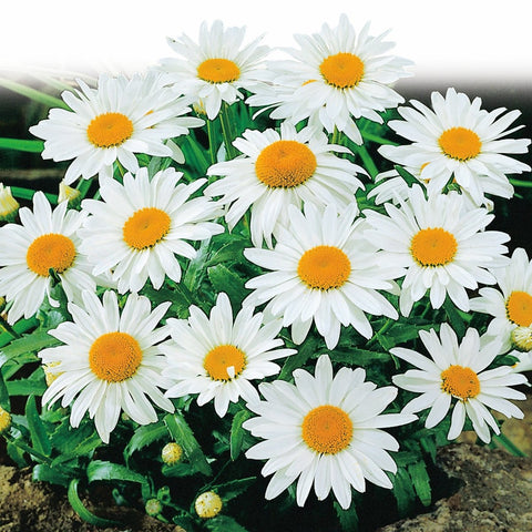 Shasta Daisy, Alaska Seeds, 300mg