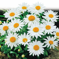 Shasta Daisy, Alaska Seeds, 300mg