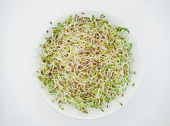 Alfalfa Sprouting Seeds Organic - Seedsplant