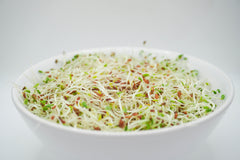 Alfalfa Sprouting Seeds Organic - Seedsplant