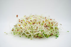 Alfalfa Sprouting Seeds Organic - Seedsplant