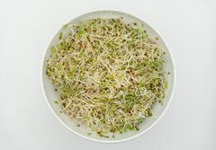 Alfalfa Sprouting Seeds Organic - Seedsplant