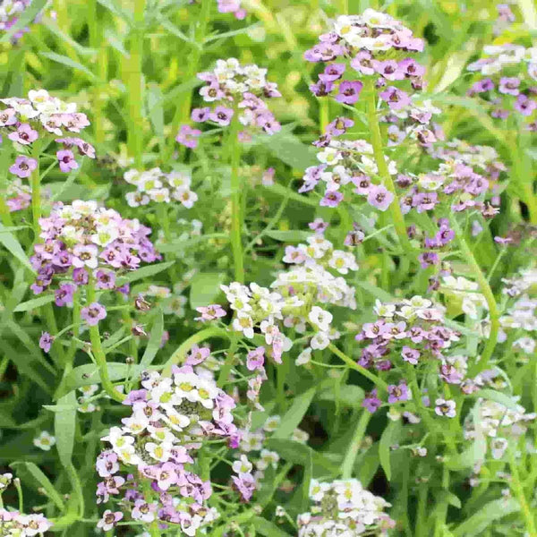 Alyssum, Pastel Carpet Seeds, 300mg