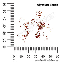 Alyssum, Pastel Carpet Seeds, 300mg