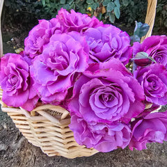 Angel Face Floribunda Rose Plant