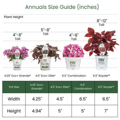 Supertunia Mini Vista® Midnight Petunia