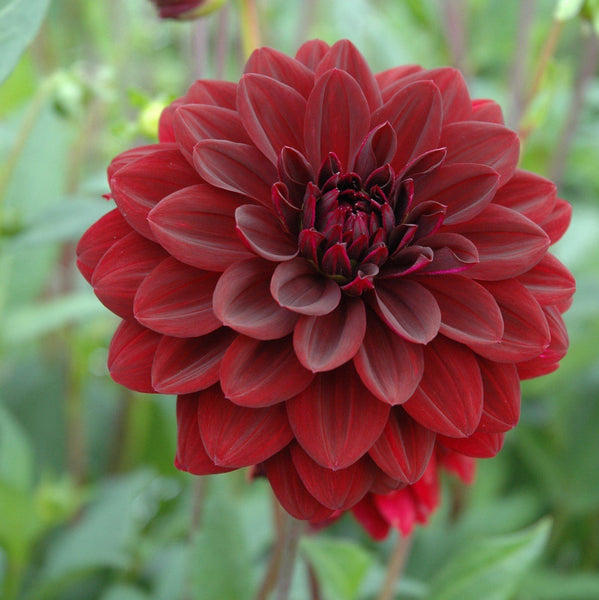 Dahlia Arabian Night Bulbs Perennial Growing Bonsai Roots Rhizomes Corms Tubers Potted Planting Reblooming Fragrant Garden Species Blooms Flower Seeds Plant Gardening