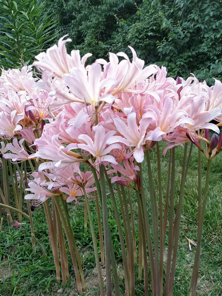 Magic Lycoris Spider Lilies Bulbs Radiata Hurricane Lily Cluster Amayllis Growing Bonsai Roots Rhizomes Corms Tubers Potted Planting Reblooming Fragrant Garden Species Blooms Flower Seeds Plant Gardening