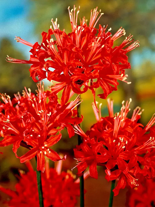 growing spider lilies Lycoris Radiata Red Spider Lily Bulbs Hurricane Lily Cluster Amayllis Growing Bonsai Roots Rhizomes Corms Tubers Potted Planting Reblooming Fragrant Garden Species Blooms Flower Seeds Plant Gardening