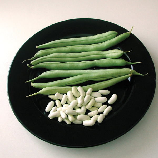 Venture Bean