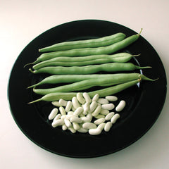 Venture Bean