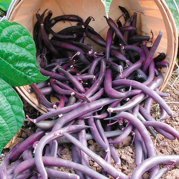 Royal Burgundy Bean
