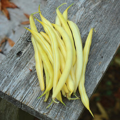 Carson Bean