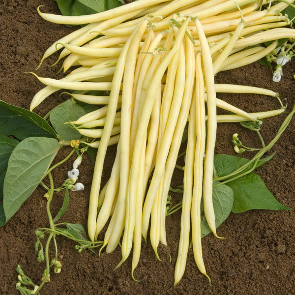 Monte Gusto Bean