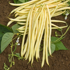 Monte Gusto Bean