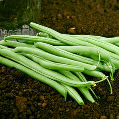 Blue Lake Bush 274 Bean