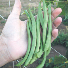 Kentucky Wonder Bean
