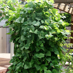 Kentucky Wonder Bean