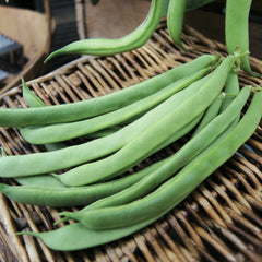 Kentucky Wonder Bean