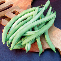 Blue Lake Pole Bean