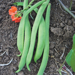 Scarlet Emperor Bean