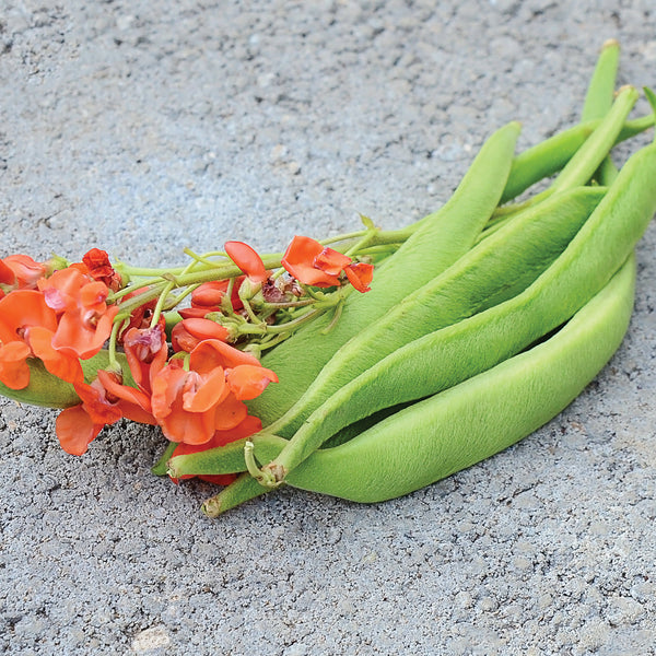 Scarlet Emperor Bean