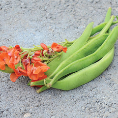 Scarlet Emperor Bean