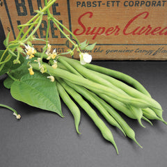 Kentucky Blue Bean