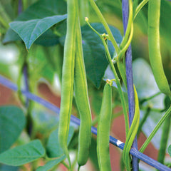Kentucky Blue Bean