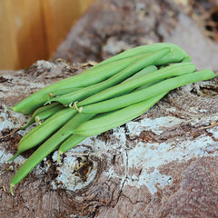 Kentucky Blue Bean