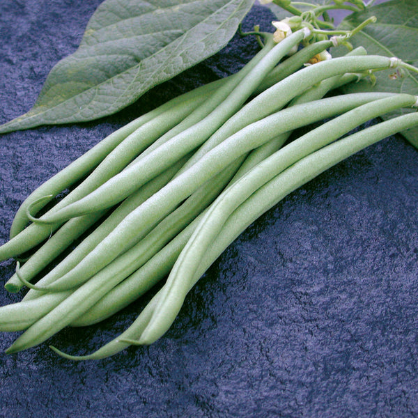 Maxibel Bean