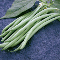 Maxibel Bean