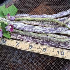 Dragon Tongue Bean