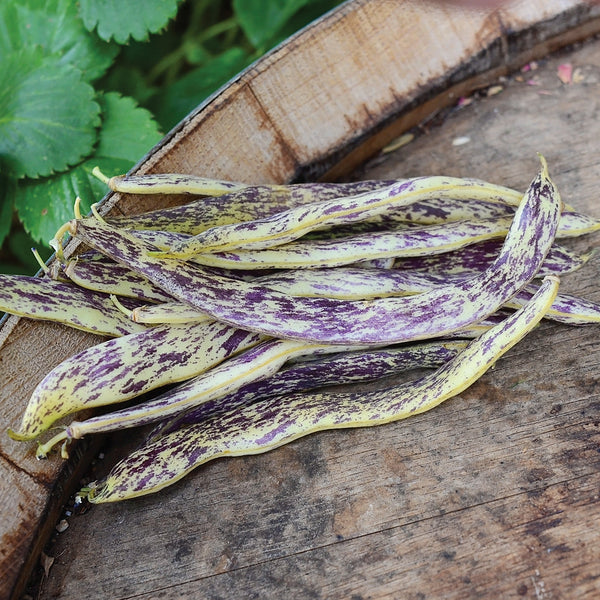 Dragon Tongue Bean