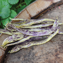 Dragon Tongue Bean