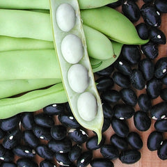 Black Coco Bean