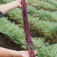 Red Noodle Bean