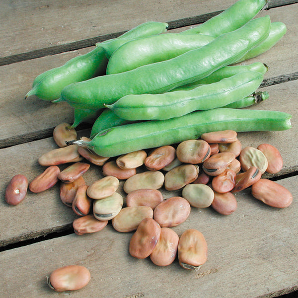 Broad Windsor Bean
