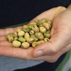 Sweet Lorane Bean