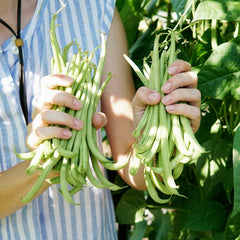Emerite Bean