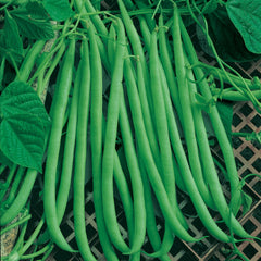 Emerite Bean