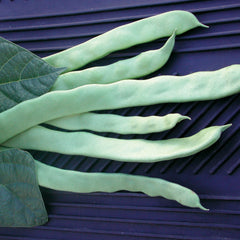 Helda Bean