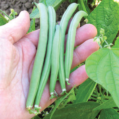 Provider Bean