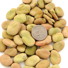 Aprovecho Bean