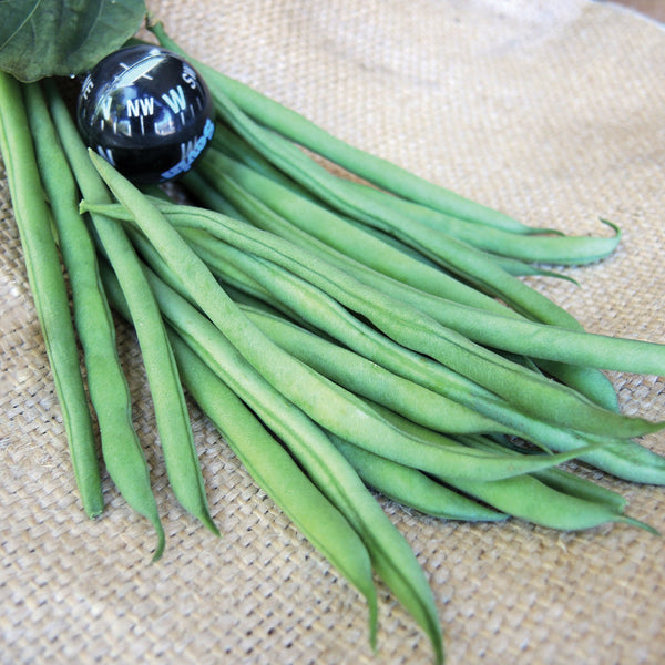 Compass Bean