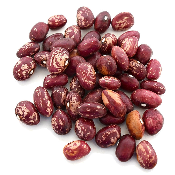 Cranberry Bean