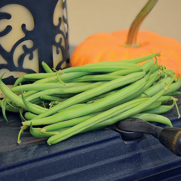 Mascotte Bean