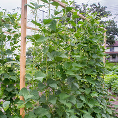Seychelles Bean
